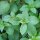 Basilic-cannelle mexicain (Ocimum basilicum) graines