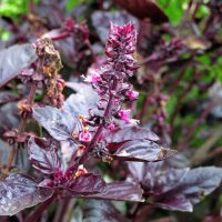 Basilic Purpre (Ocimum basilicum) graines