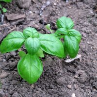 Basilic génois (Ocimum basilicum) graines