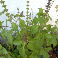 Basilic sauvage (Ocimum canum) graines