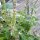 Basilic sauvage (Ocimum canum) graines