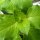 Basilic sauvage (Ocimum canum) graines