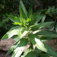 Onagre bisannuelle (Oenothera biennis) graines