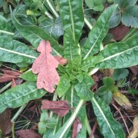 Onagre bisannuelle (Oenothera biennis) graines