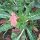 Onagre bisannuelle (Oenothera biennis) graines
