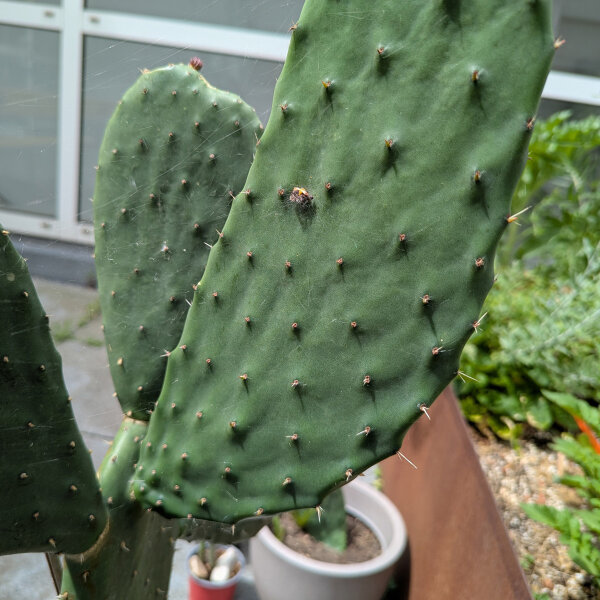 Figuier de Barbarie (Opuntia ficus-indica) graines