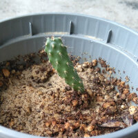 Figuier de Barbarie (Opuntia ficus-indica) graines