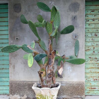 Figuier de Barbarie (Opuntia ficus-indica) graines