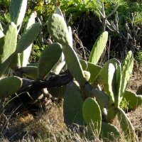 Figuier de Barbarie (Opuntia ficus-indica) graines