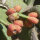 Figuier de Barbarie (Opuntia ficus-indica) graines