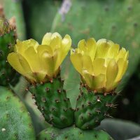 Cactus Raquettes (Opuntia phaeacantha) graines