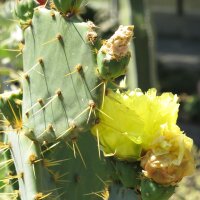 Cactus Raquettes (Opuntia phaeacantha)