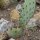 Cactus Raquettes (Opuntia phaeacantha) graines