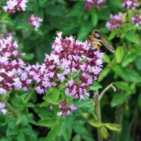 Origan (Origanum vulgare) graines