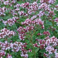 Origan (Origanum vulgare) graines