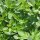 Origan (Origanum vulgare) graines