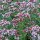 Origan (Origanum vulgare) graines