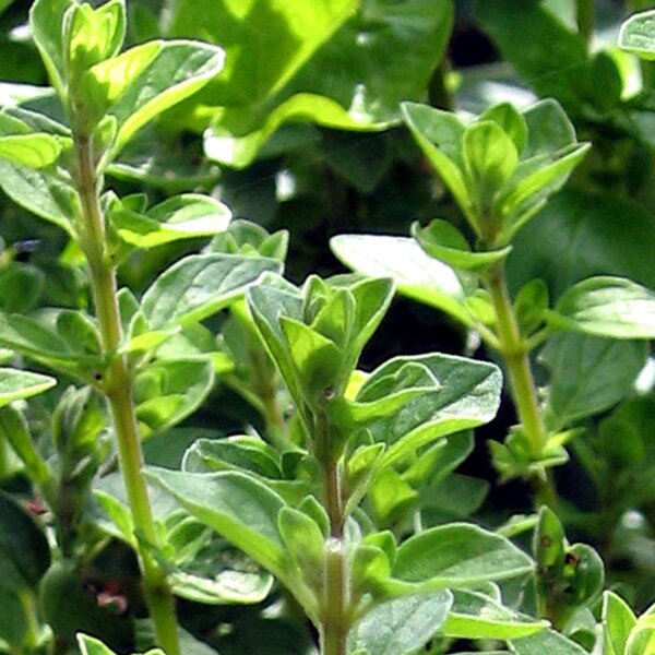 Marjolaine (Origanum majorana) graines