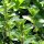 Marjolaine (Origanum majorana) graines