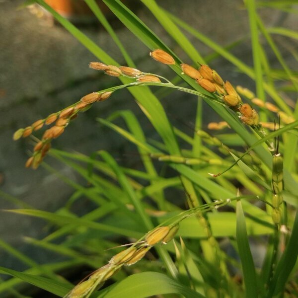 Riz Arborio Bianco (Oryza sativa) graines