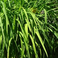 Riz sauvage (Oryza rufipogon) graines