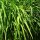 Riz sauvage (Oryza rufipogon) graines