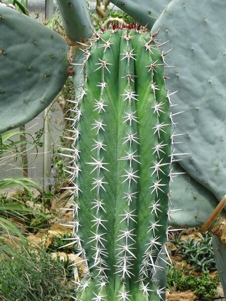 Chawe (Pachycereus pecten-aboriginum) graines