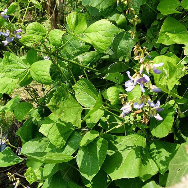 Jícama / pois patate (Pachyrhizus erosus) graines