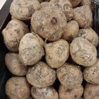 Jícama / pois patate (Pachyrhizus erosus) graines