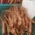 Ginseng (Panax ginseng) graines