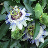 Passiflore bleue (Passiflora caerulea) graines