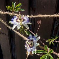Passiflore bleue (Passiflora caerulea)
