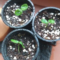 Passiflore officinale (Passiflora incarnata) graines