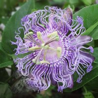 Passiflore officinale (Passiflora incarnata)