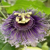 Passiflore officinale (Passiflora incarnata)