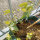 Passiflore officinale (Passiflora incarnata) graines