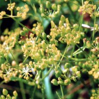 Panais sauvage (Pastinaca sativa ssp. sylvestris) graines