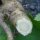 Panais sauvage (Pastinaca sativa ssp. sylvestris) graines