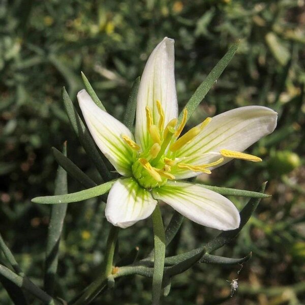 Rue de Syrie / harmal (Peganum harmala) graines