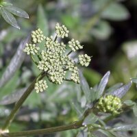 Persil italien (Petroselinum crispum var. neapolitanum)...