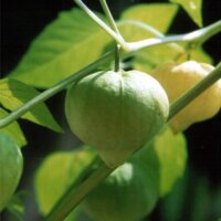 Tomatille Rendidora (Physalis ixocarpa) graines