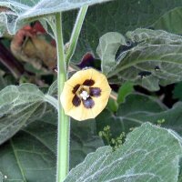 Coqueret du Pérou / Groseille du Cap  (Physalis...