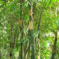 Bambou dhiver Moso (Phyllostachys pubescens) graines