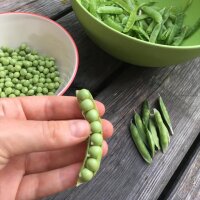 Pois mange-tout Frühe Heinrich (Pisum sativum) graines