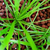 Le Pied  de corbeau / corme-de-cerf  (Plantago coronopus)...