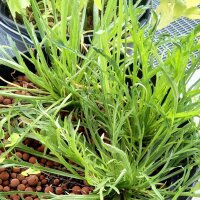 Le Pied  de corbeau / corme-de-cerf  (Plantago coronopus) graines