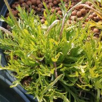 Le Pied  de corbeau / corme-de-cerf  (Plantago coronopus) graines