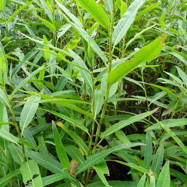 Renouée poivre deau (Polygonum hydropiper) graines