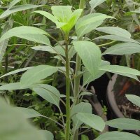 Coriandre bolivienne (Porophyllum ruderale ssp. macrocephalum) graines