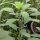 Coriandre bolivienne (Porophyllum ruderale ssp. macrocephalum) graines